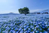 Mengenal Taman-Taman Indah di Jepang: Wisata Tanaman dan Bunga