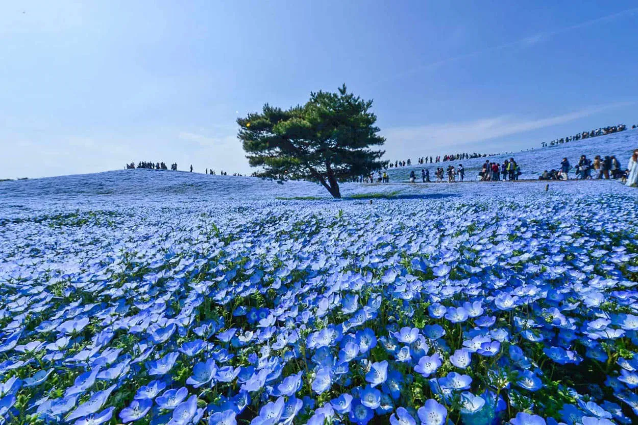 Mengenal Taman-Taman Indah di Jepang: Wisata Tanaman dan Bunga